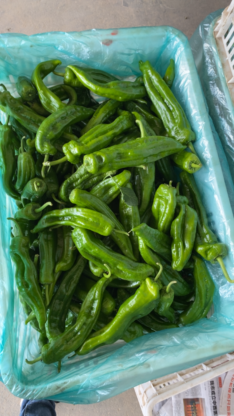鲜辣椒301青椒东台青椒