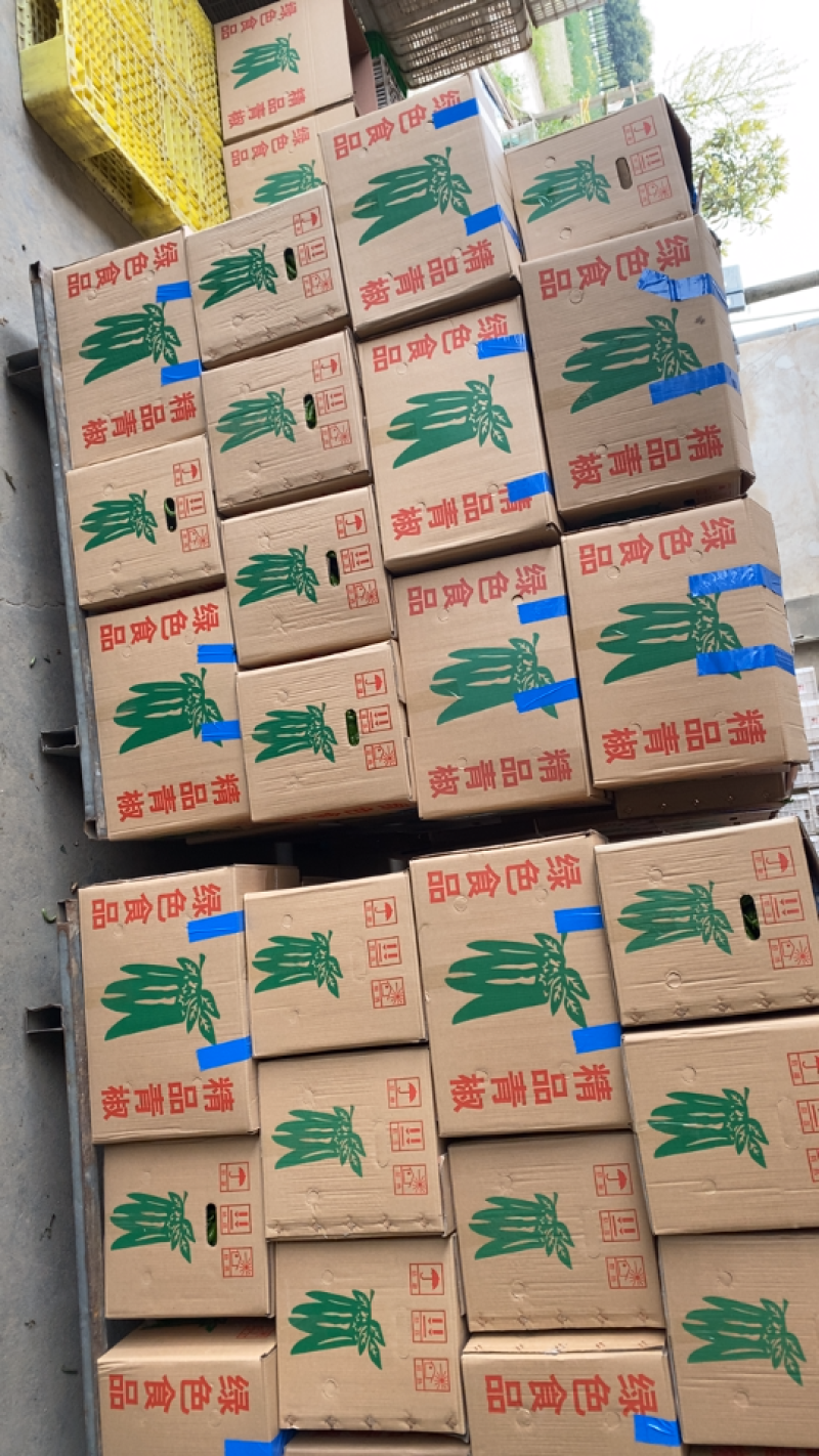 鲜辣椒301青椒东台青椒
