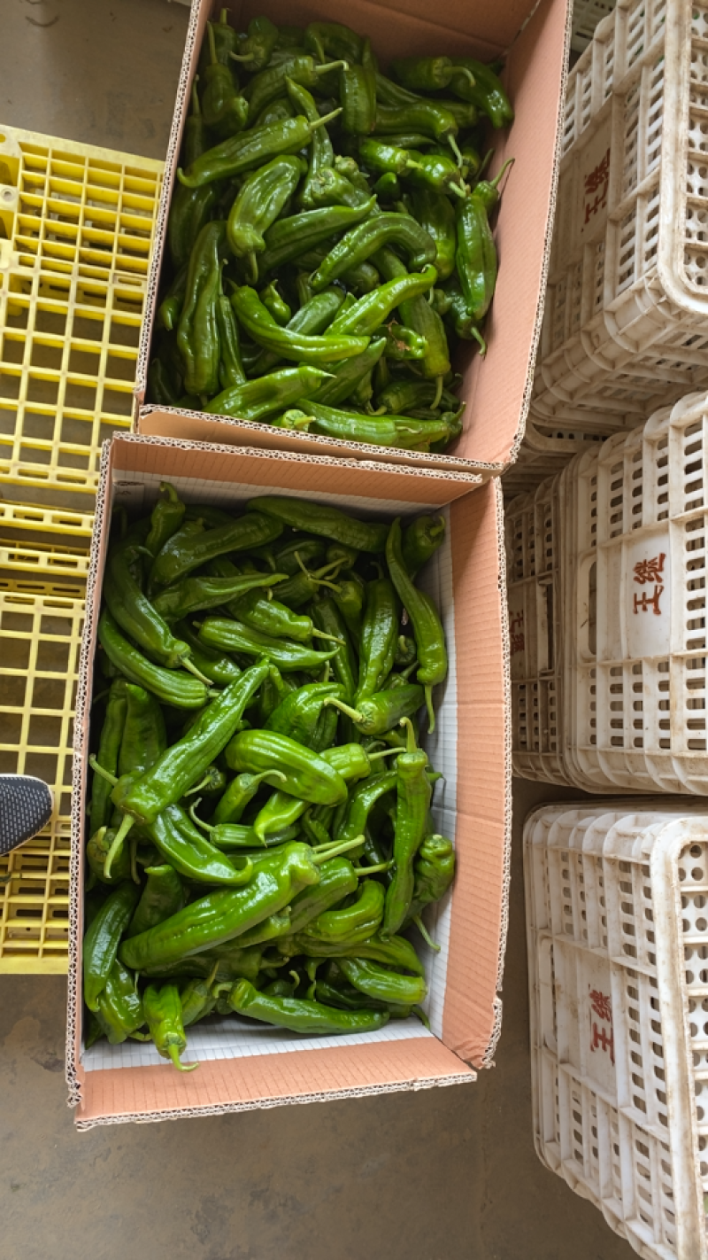 鲜辣椒301青椒东台青椒