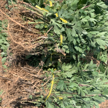 菊花苗，七月菊苗北京菊苗金丝皇菊苗杭白菊苗亳菊苗婺源菊