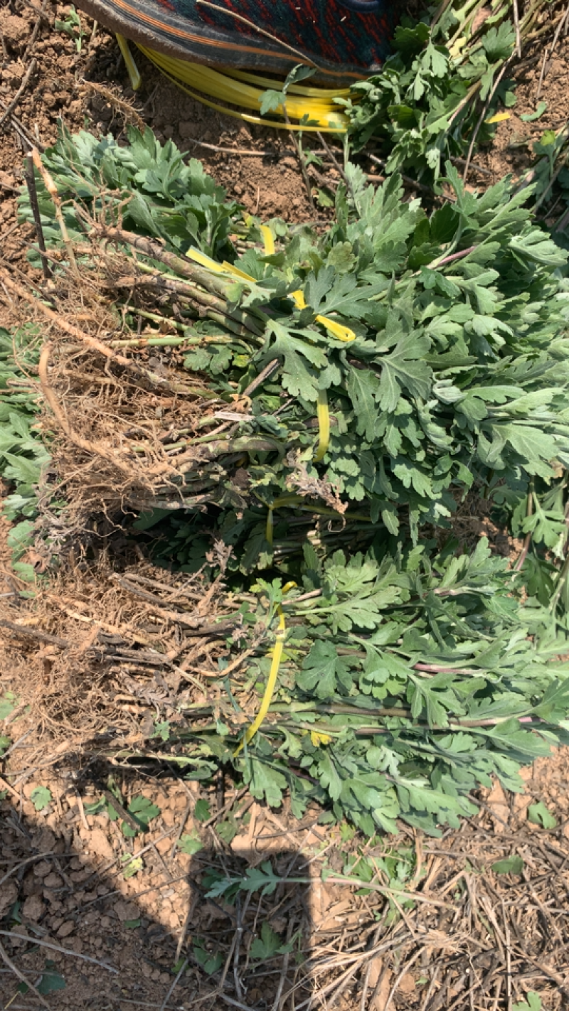菊花苗，七月菊苗北京菊苗金丝皇菊苗杭白菊苗亳菊苗婺源菊