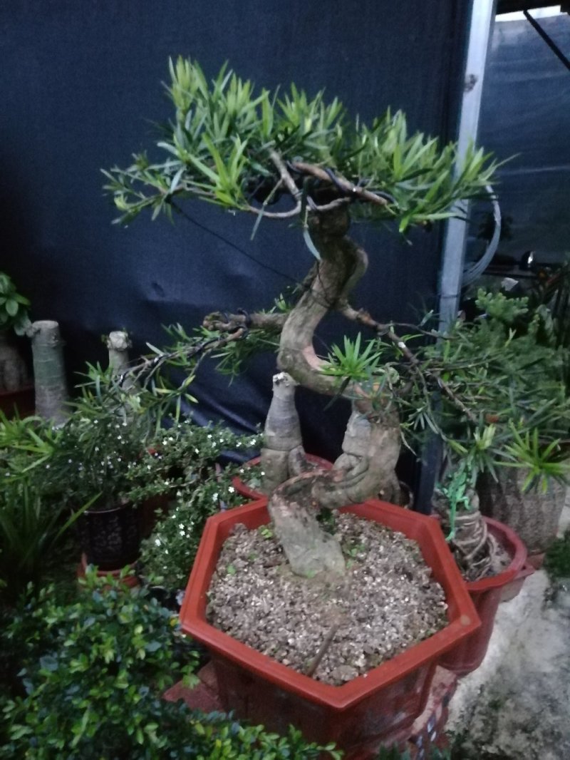 罗汉松