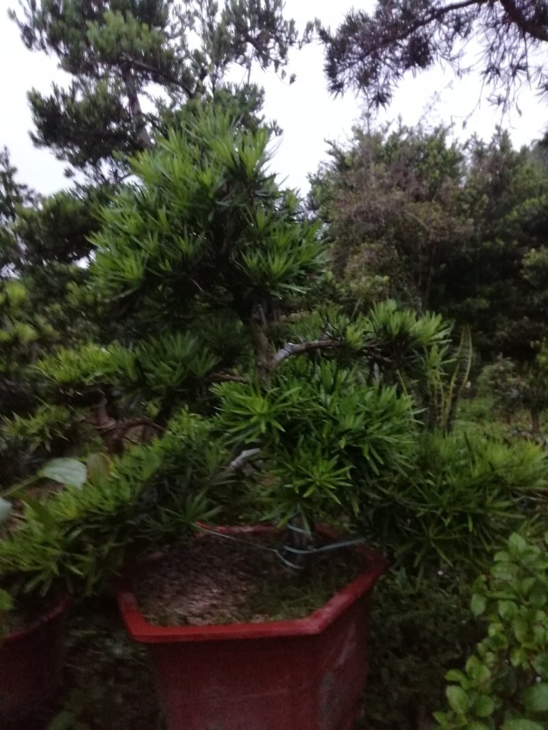 罗汉松
