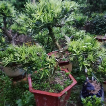 罗汉松
