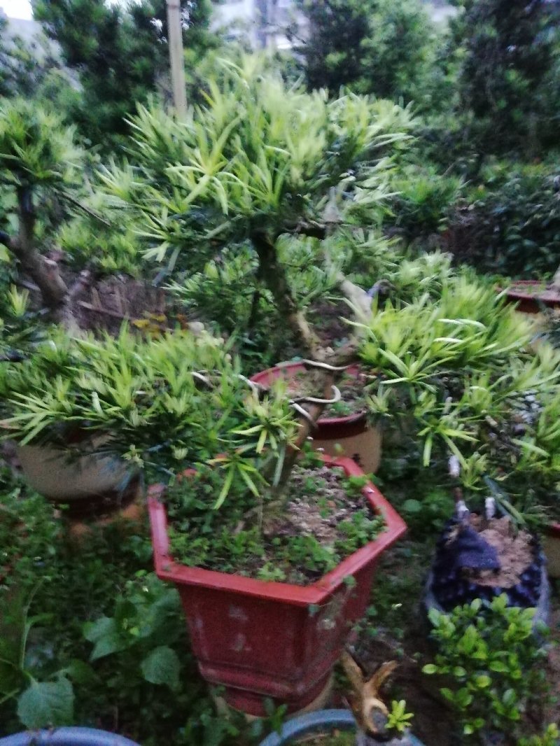 罗汉松