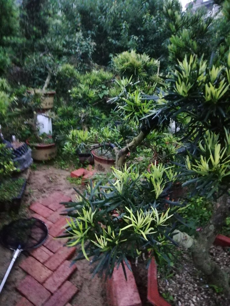 罗汉松