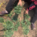 菊花苗，七月菊苗北京菊苗金丝皇菊苗杭白菊苗亳菊苗婺源菊