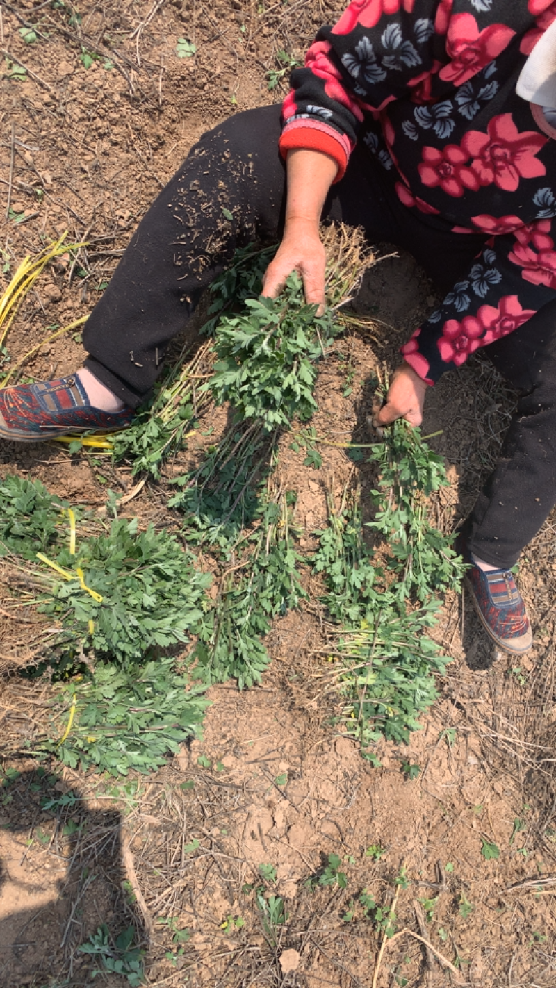 菊花苗，七月菊苗北京菊苗金丝皇菊苗杭白菊苗亳菊苗婺源菊