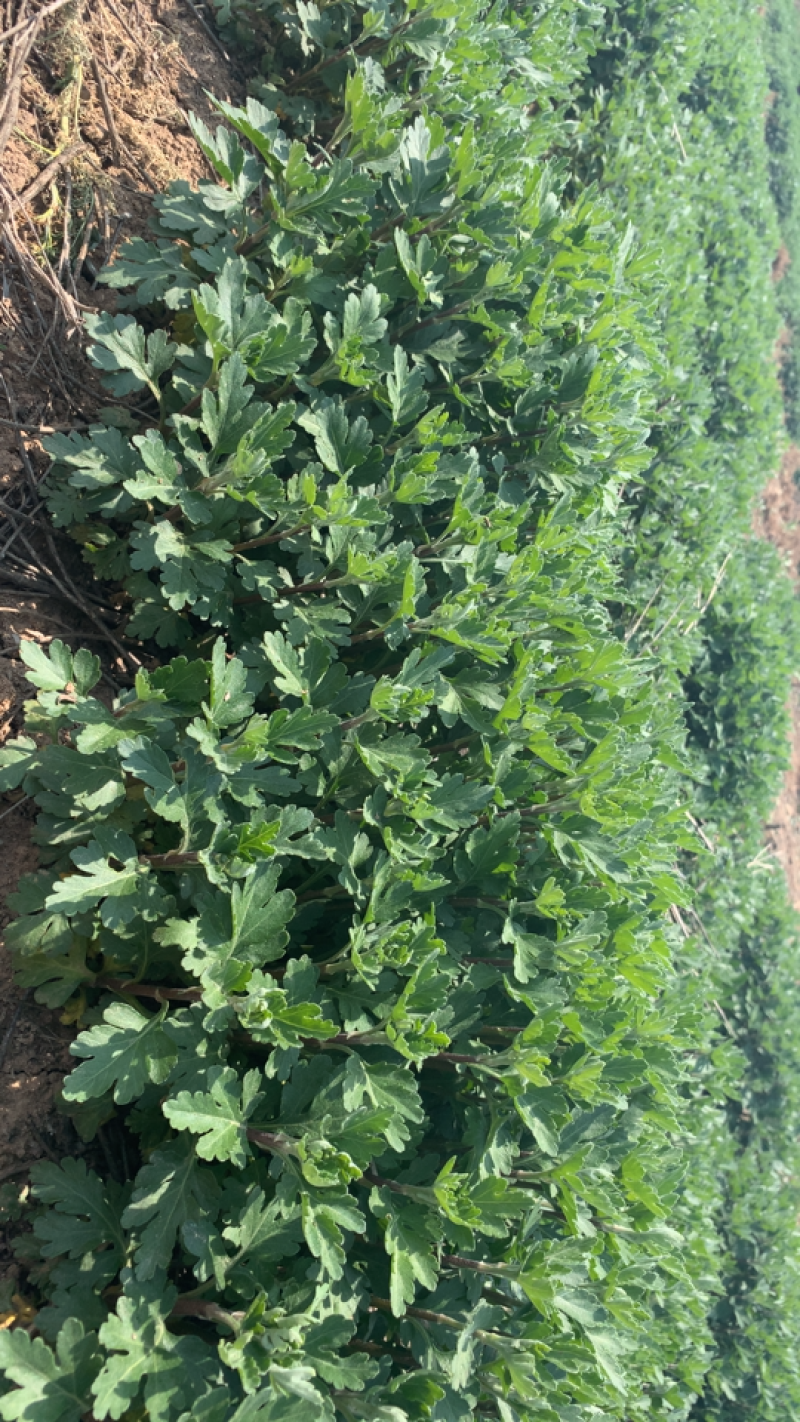 菊花苗，七月菊苗北京菊苗金丝皇菊苗杭白菊苗亳菊苗婺源菊