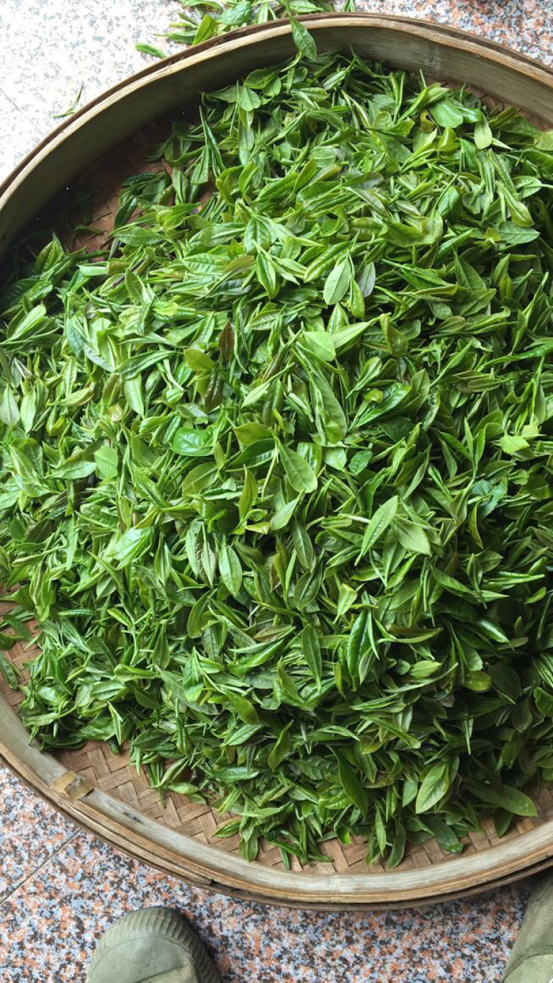 2025江西特产绿茶狗牯脑茶原产地高山茶叶