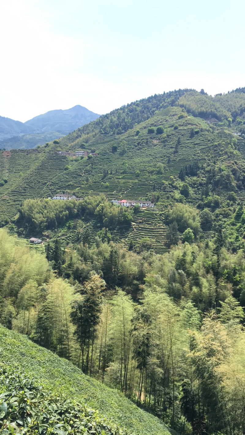 2025江西特产绿茶狗牯脑茶原产地高山茶叶