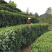 2025江西特产绿茶狗牯脑茶原产地高山茶叶