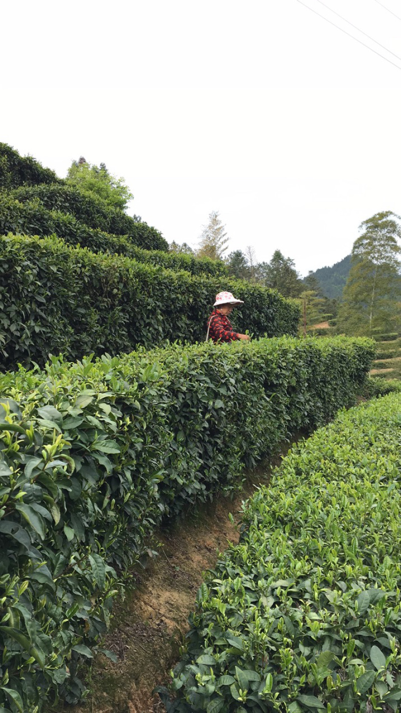 2025江西特产绿茶狗牯脑茶原产地高山茶叶