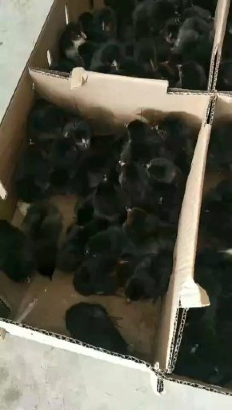 禽畜种苗，本厂常年提供，各种几鸡，有需要的老板联系，