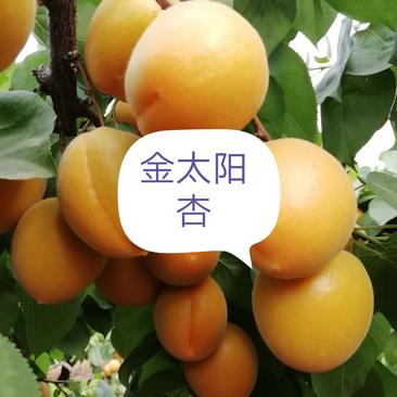 金太阳杏（产地直销，颜色鲜红，脆甜可口，果面干净耐运输）