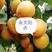 金太阳杏（产地直销，颜色鲜红，脆甜可口，果面干净耐运输）
