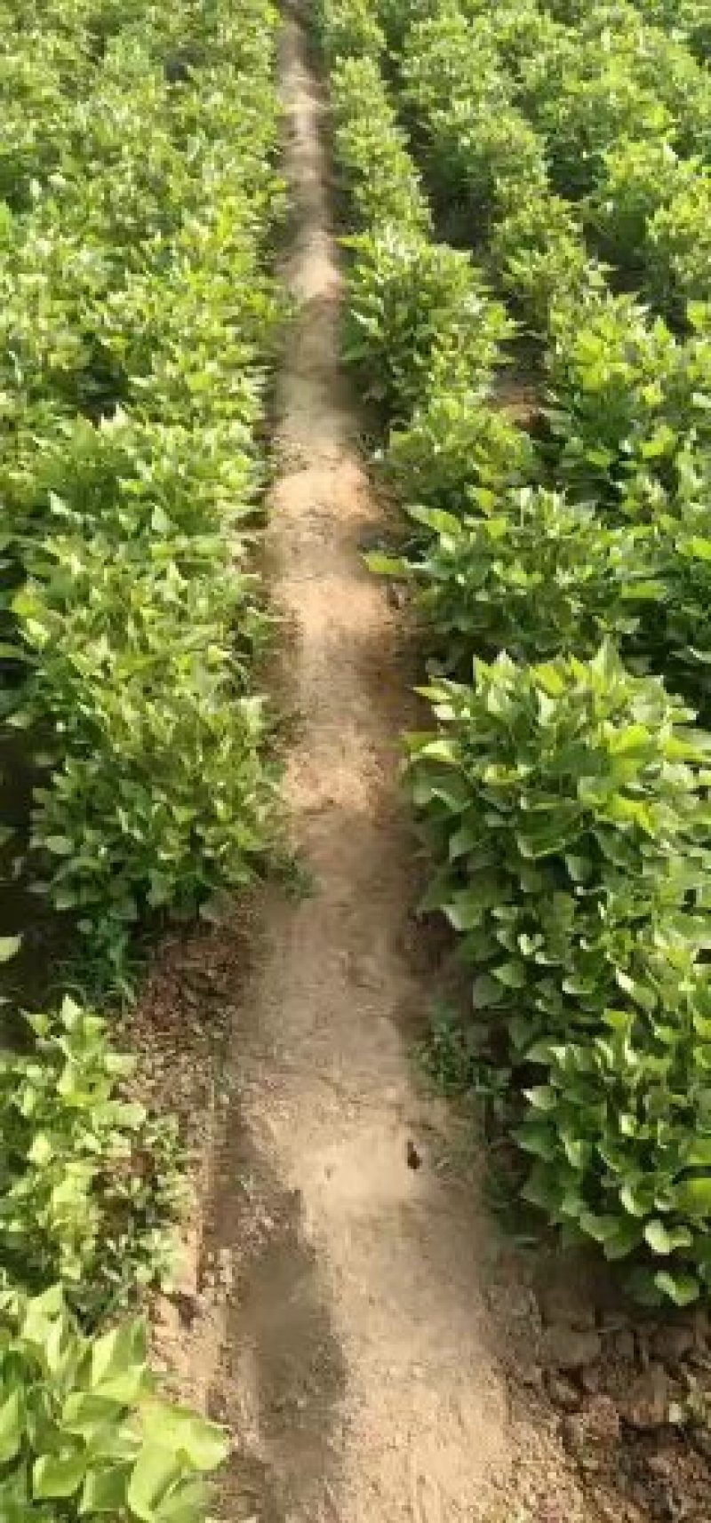 红薯苗