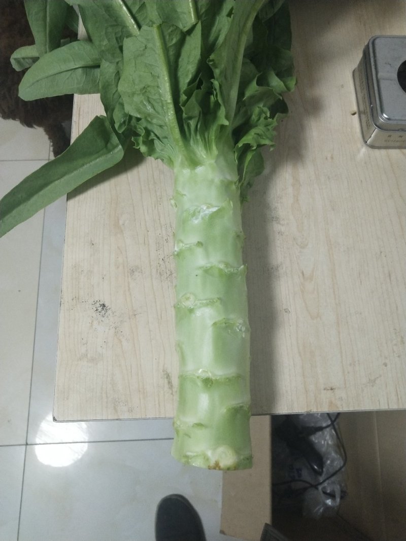 河北省廊坊市香河精品青皮莴笋，产地直销，诚信第一