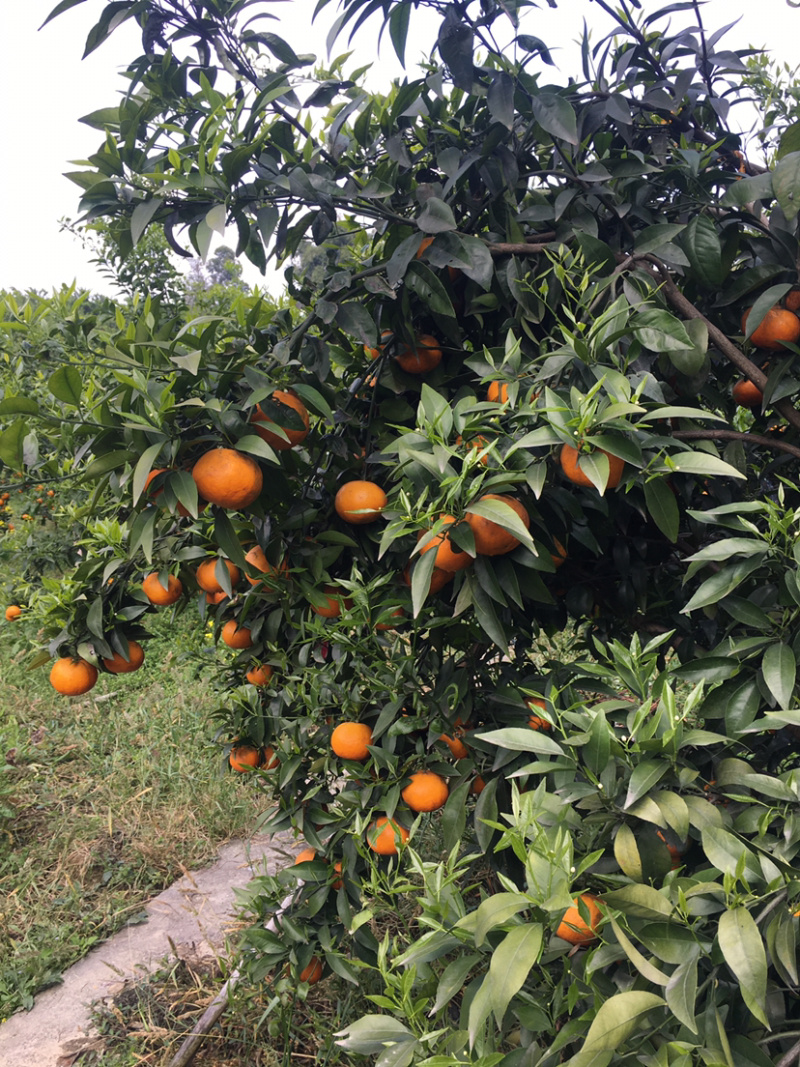 沃柑柑橘纯甜晚熟硬度好鲜果树上现摘现发蒲江脆柑橘水果柑桔