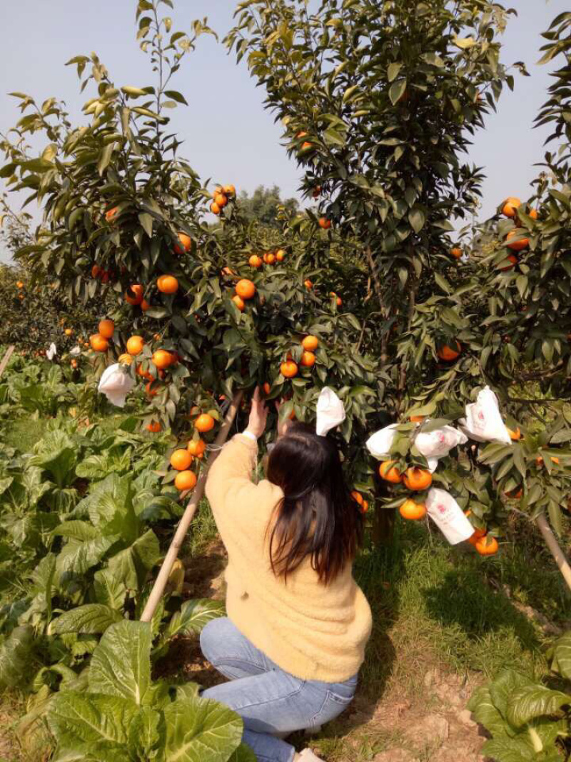 沃柑柑橘纯甜晚熟硬度好鲜果树上现摘现发蒲江脆柑橘水果柑桔