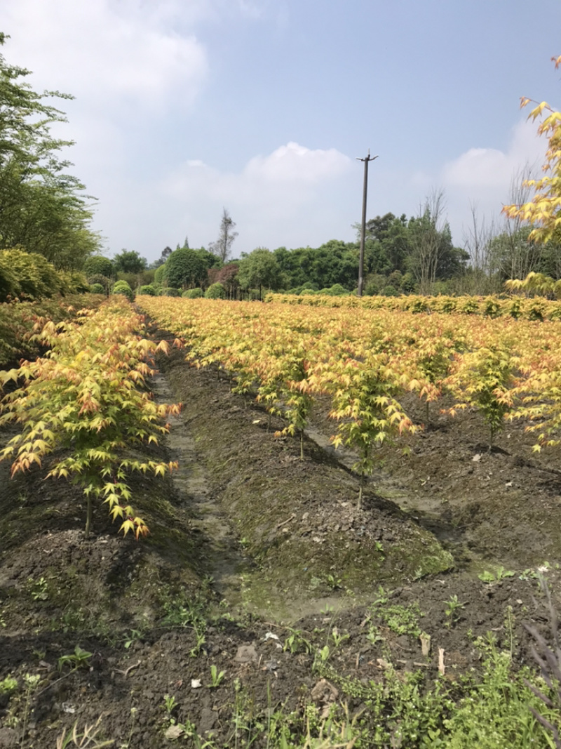 黄金枫四川黄金枫基地成都黄金枫基地直销工程用