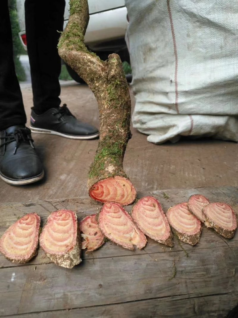鸡血藤铁血藤牛蹄子麻骨风蛇莲晕鸡头青竹标