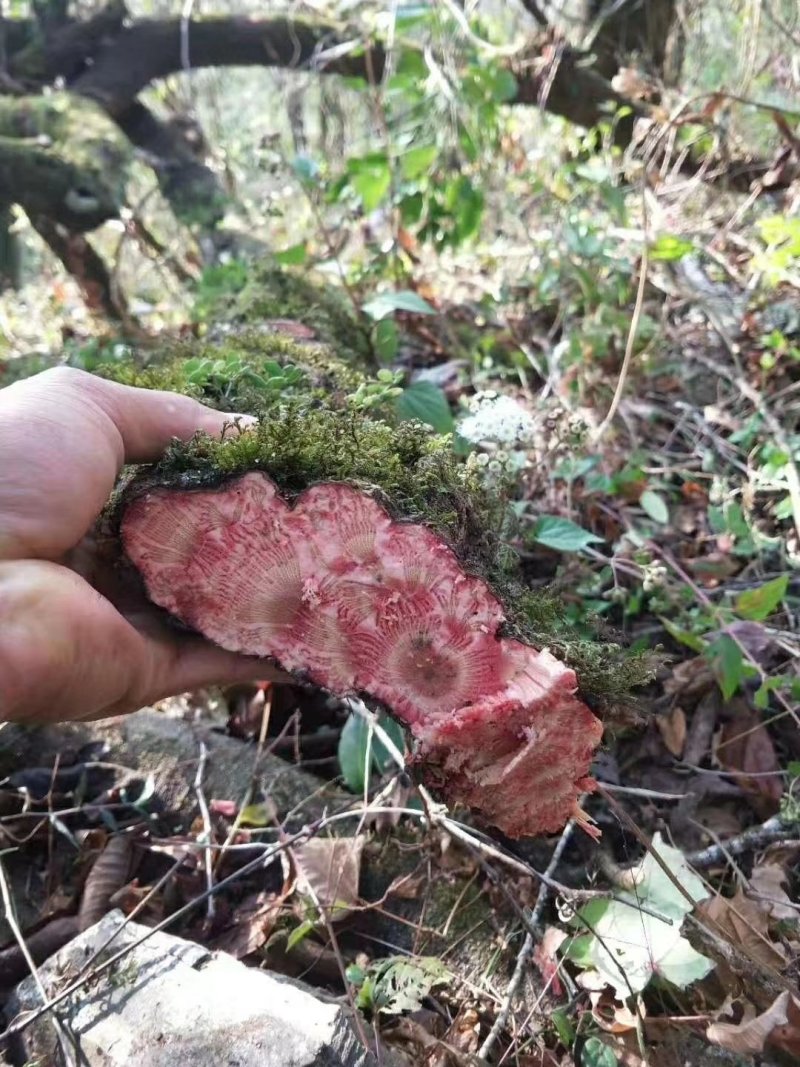 鸡血藤铁血藤牛蹄子麻骨风蛇莲晕鸡头青竹标