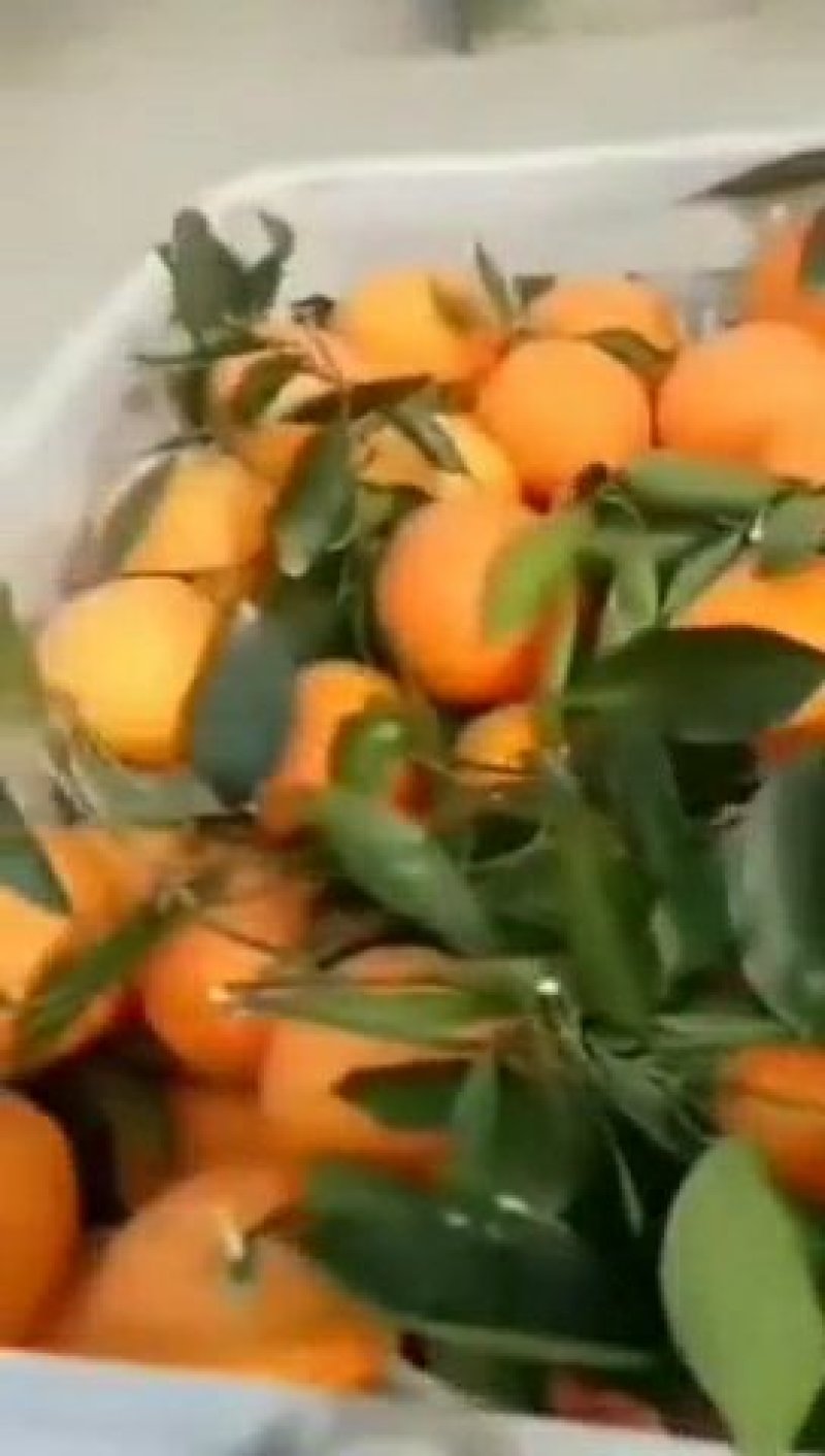 纽荷尔脐橙产地直销，看货采摘，保质保量