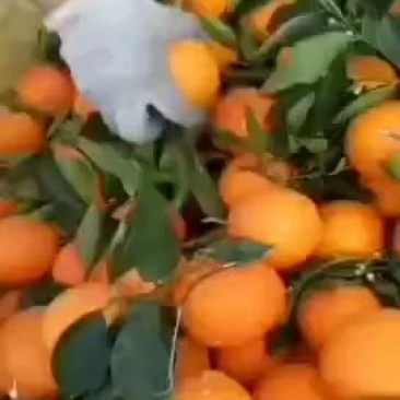 纽荷尔脐橙产地直销，看货采摘，保质保量