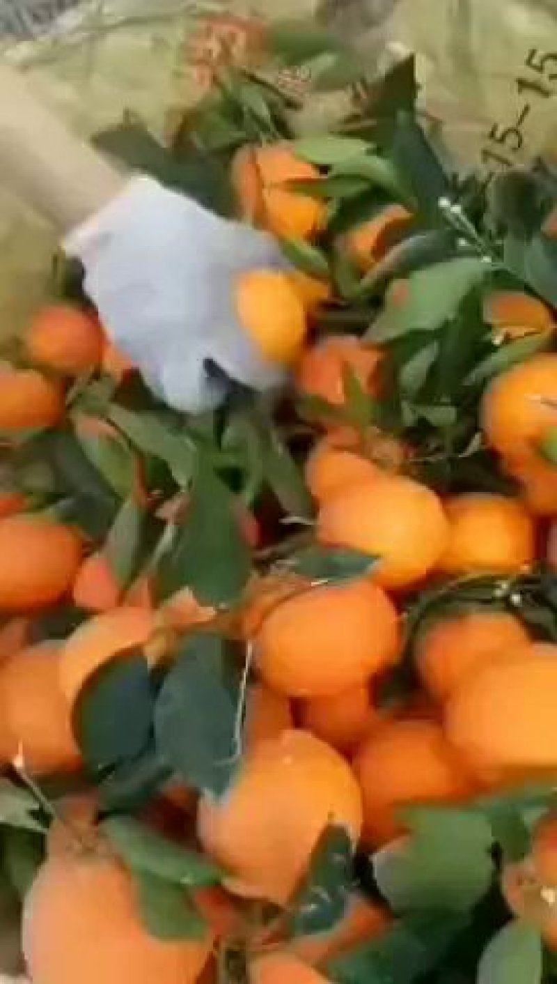 纽荷尔脐橙产地直销，看货采摘，保质保量