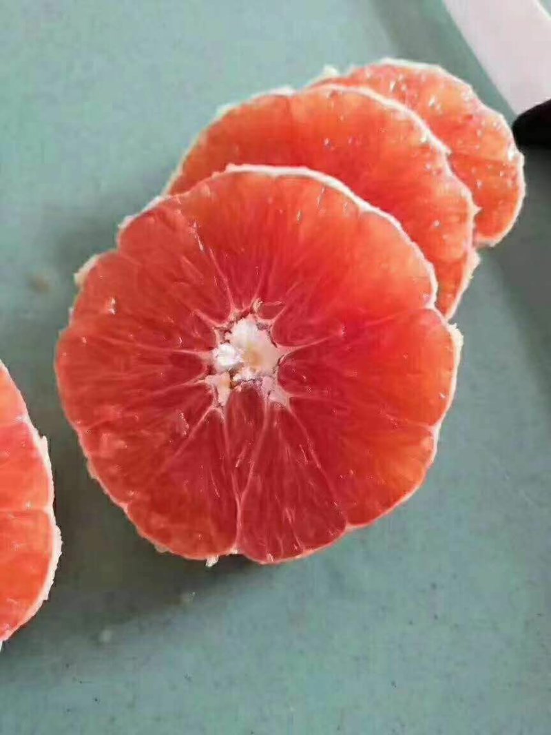 纽荷尔脐橙产地直销，看货采摘，保质保量