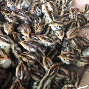鹌鹑苗黄羽鹌鹑苗孵化场直销量大包运费包成活