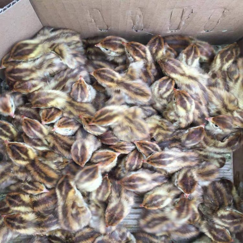 鹌鹑苗黄羽鹌鹑苗孵化场直销量大包运费包成活