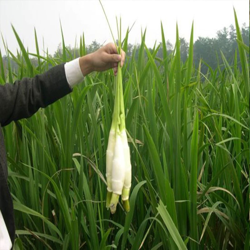 茭白苗单季双季四季茭白苗农茭二号浙茭二四六七
