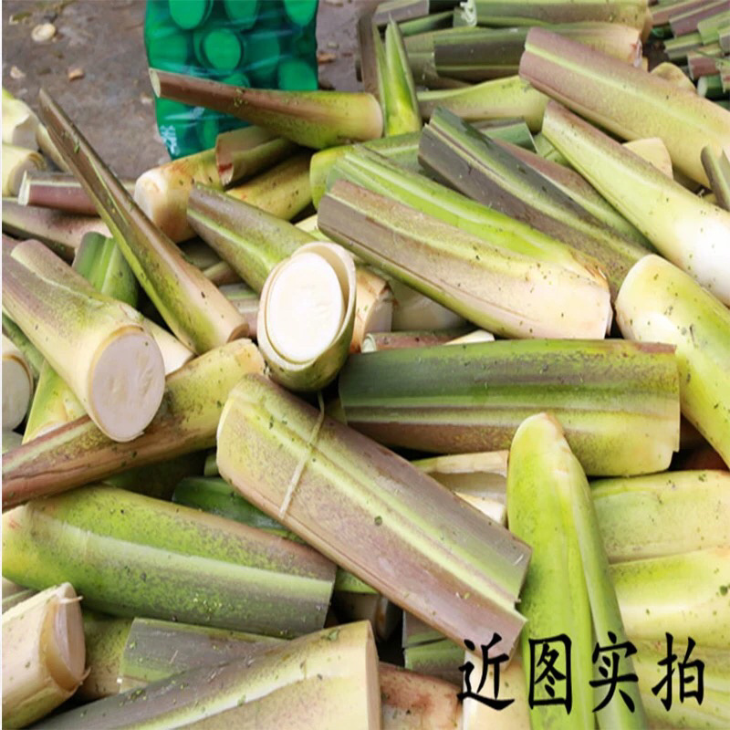 茭白苗单季双季四季茭白苗农茭二号浙茭二四六七