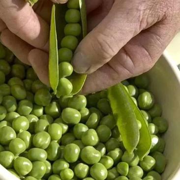 优质荷兰豆，中或，长寿人，产地直销，质量有保证。