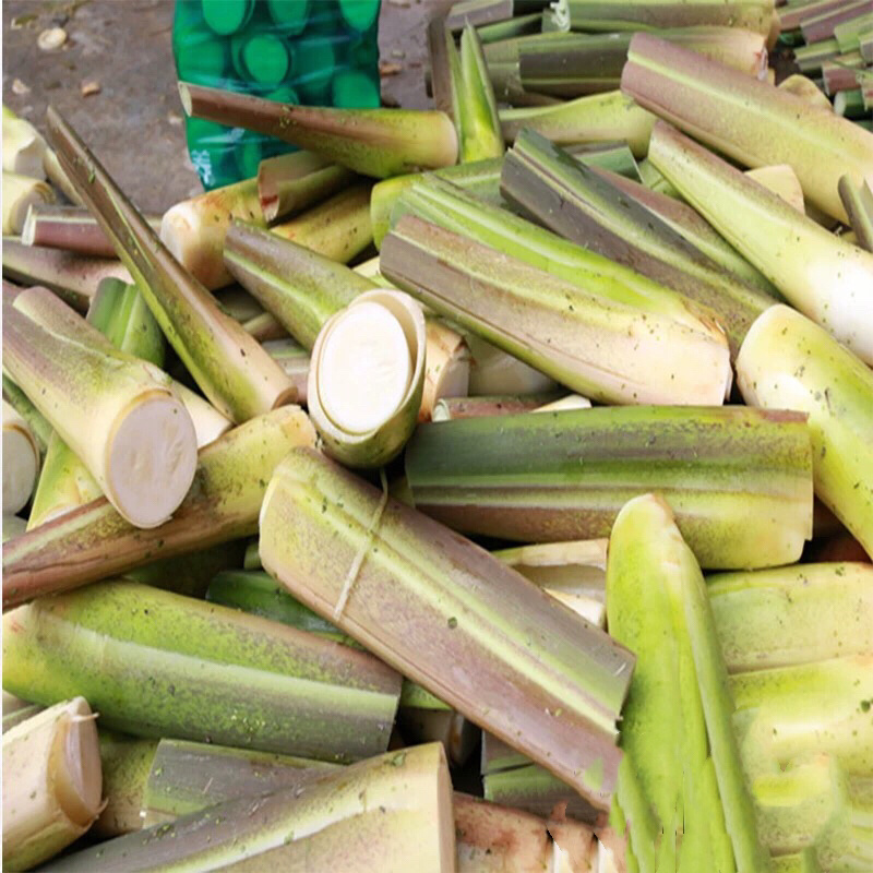 茭白苗单季双季四季茭白苗农茭二号浙茭二四六七