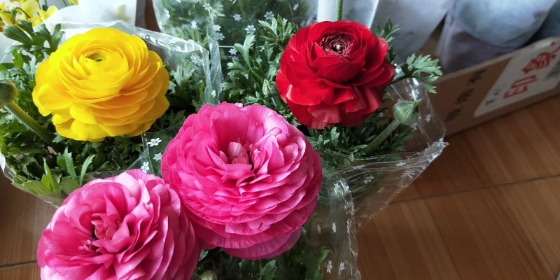 芹叶牡丹精品大量出货青州基地