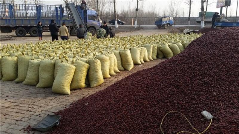 纯枣粉饲料枣粉养殖枣粉加工厂直发灰分低营养价值高牲畜专用