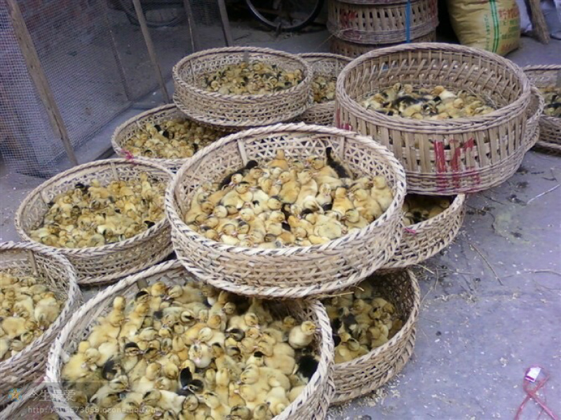 黄麻鸭苗大种麻鸭苗厂家直销孵化场直销包打疫苗