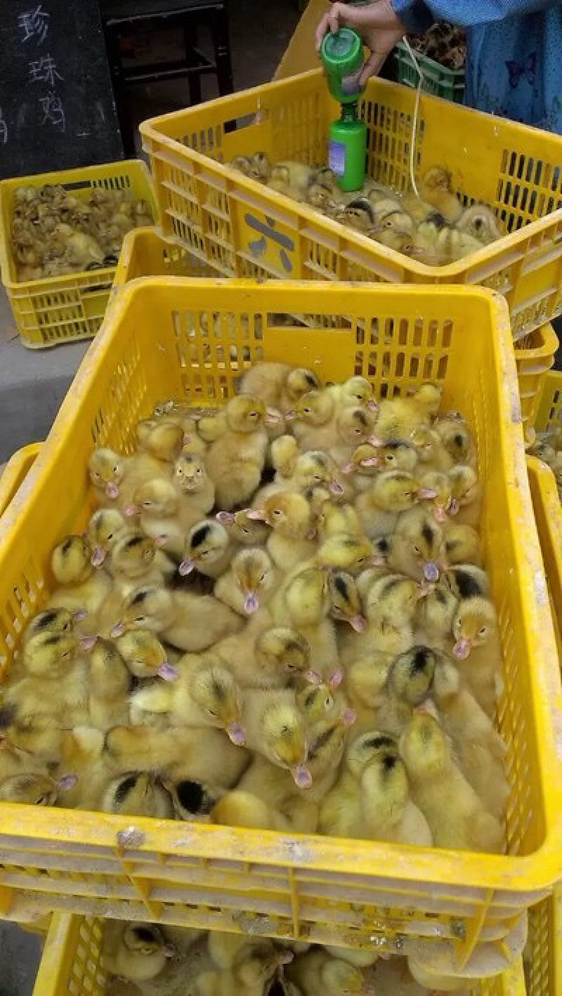 黄麻鸭苗大种麻鸭苗厂家直销孵化场直销包打疫苗