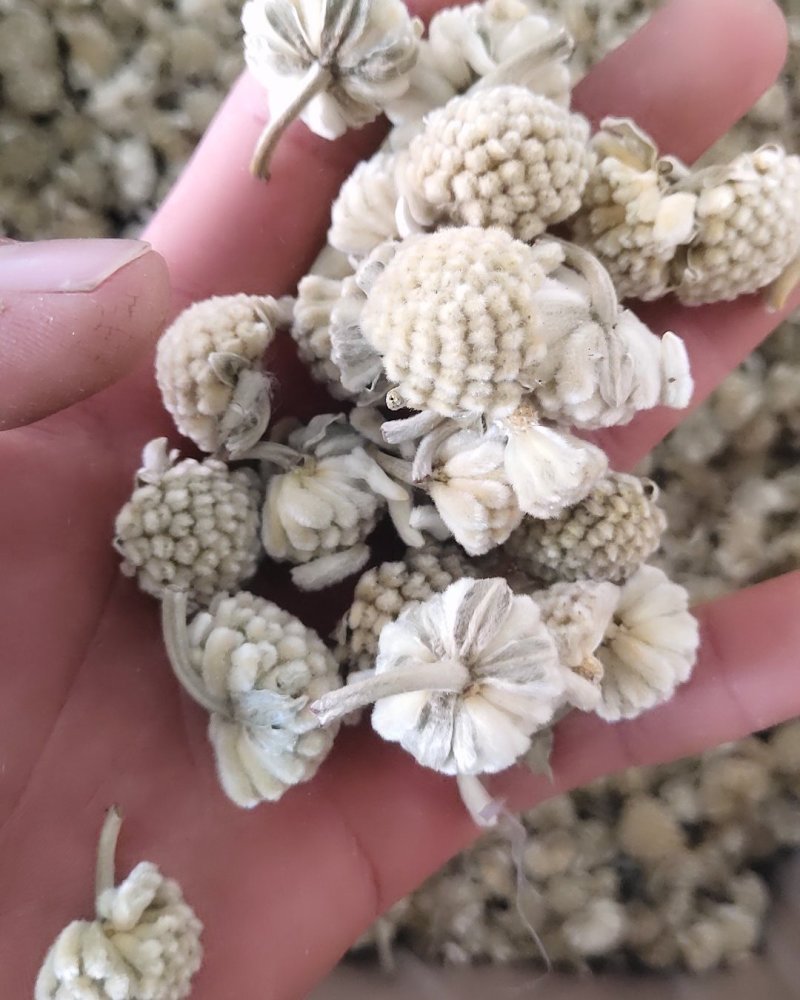 绿萝花，选新货颜色好关书药材桟批发中药