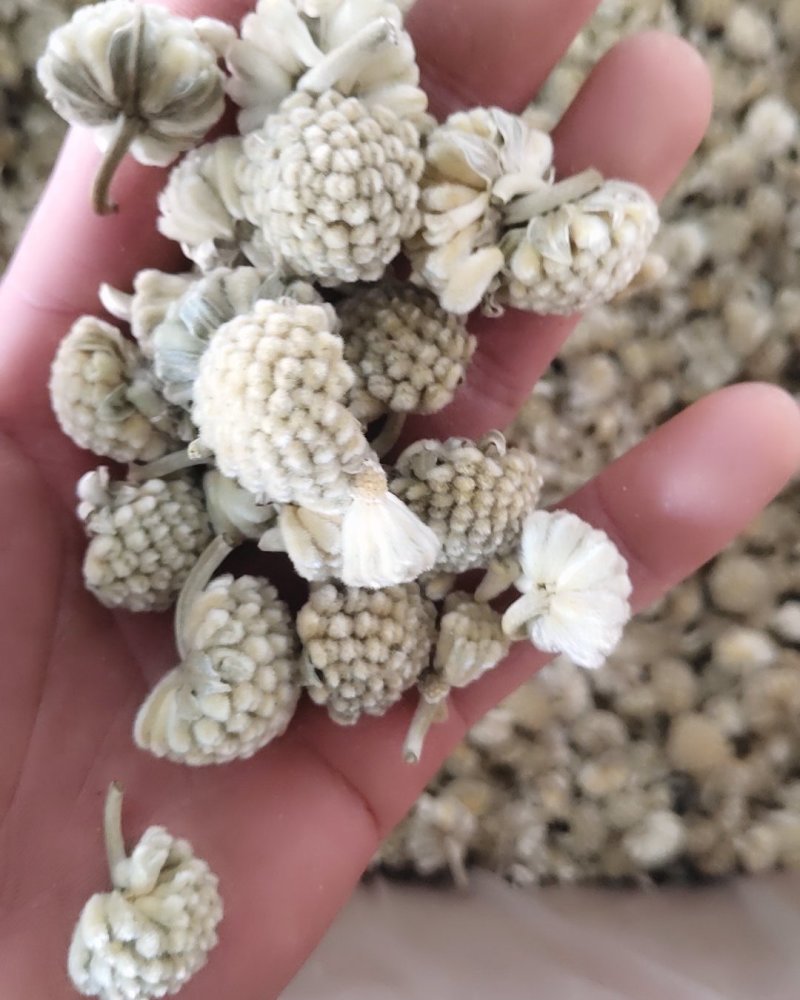 绿萝花，选新货颜色好关书药材桟批发中药