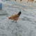 优质土鸡苗