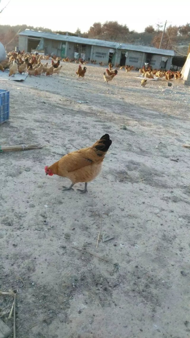 优质土鸡苗