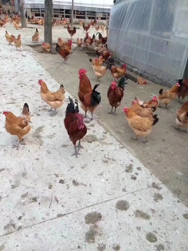优质土鸡苗
