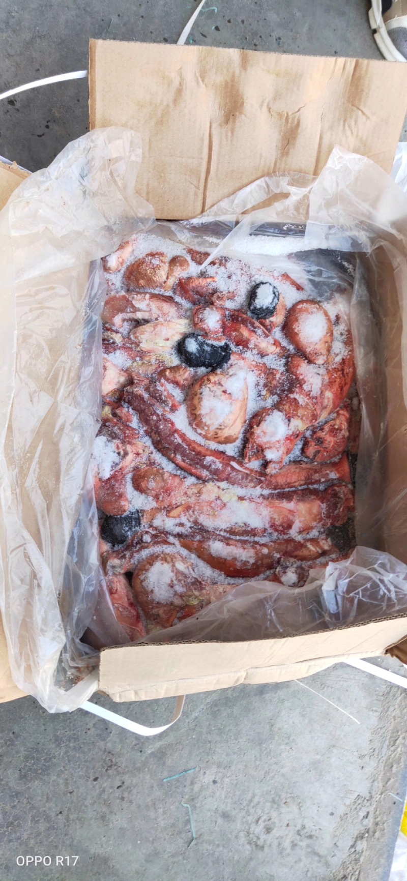 【驴鞭】带宝鞭光杆鞭现货质量好带宝鞭现货