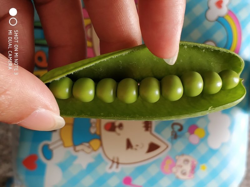 豌豆荚籽豌豆青豆上市了老度到位，颗粒饱满