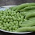 豌豆荚籽豌豆青豆上市了老度到位，颗粒饱满