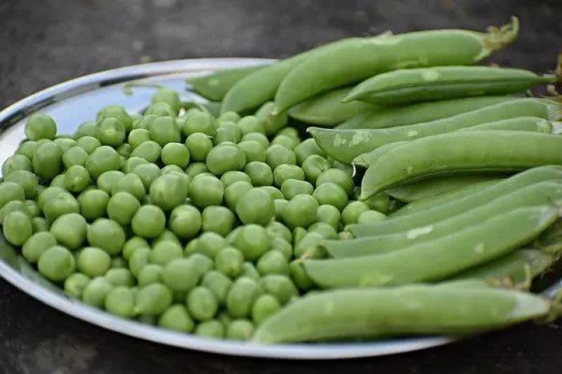 豌豆荚籽豌豆青豆上市了老度到位，颗粒饱满